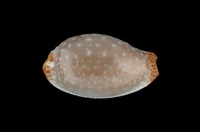 藏品(雞皮寶螺)的圖片